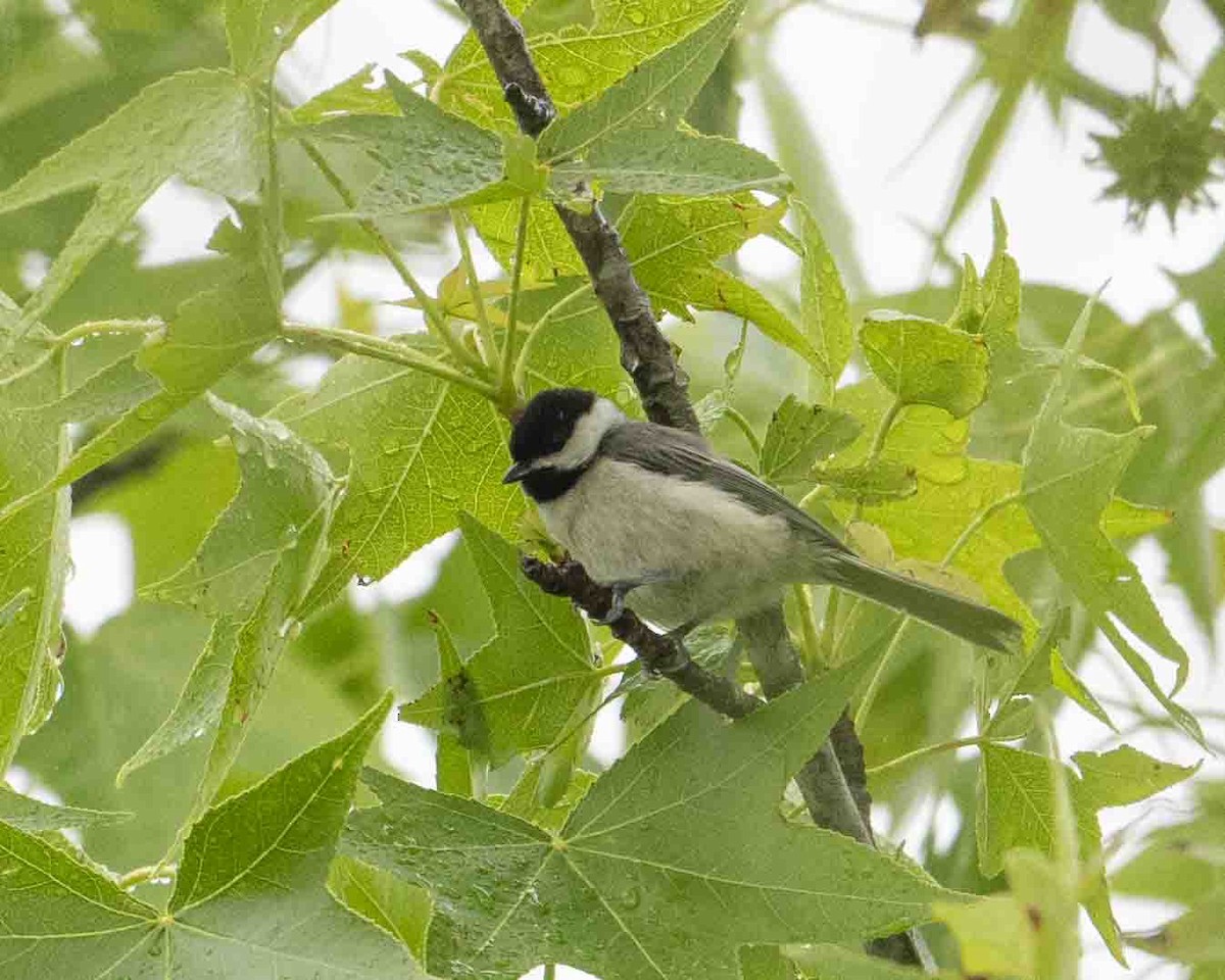 Carolina Chickadee - ML619168356