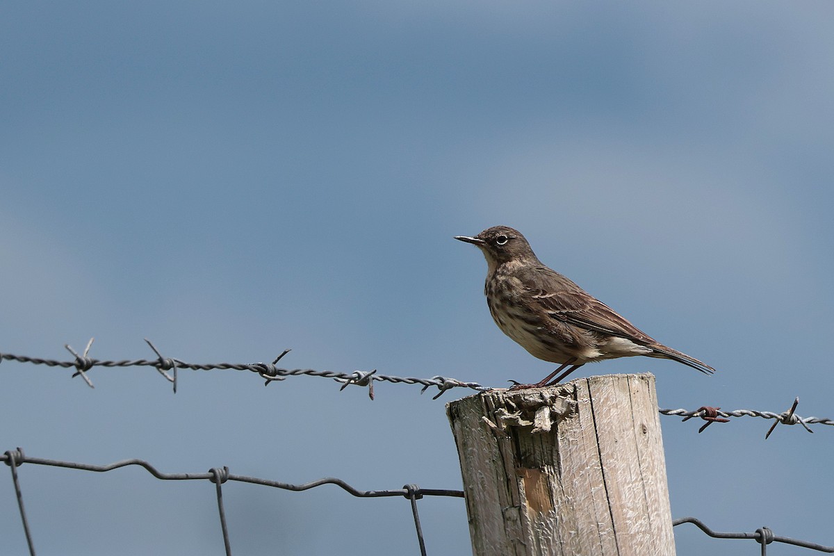 Rock Pipit - ML619168359