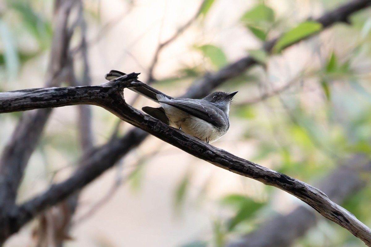 Northern Fantail (Northern) - JK Malkoha