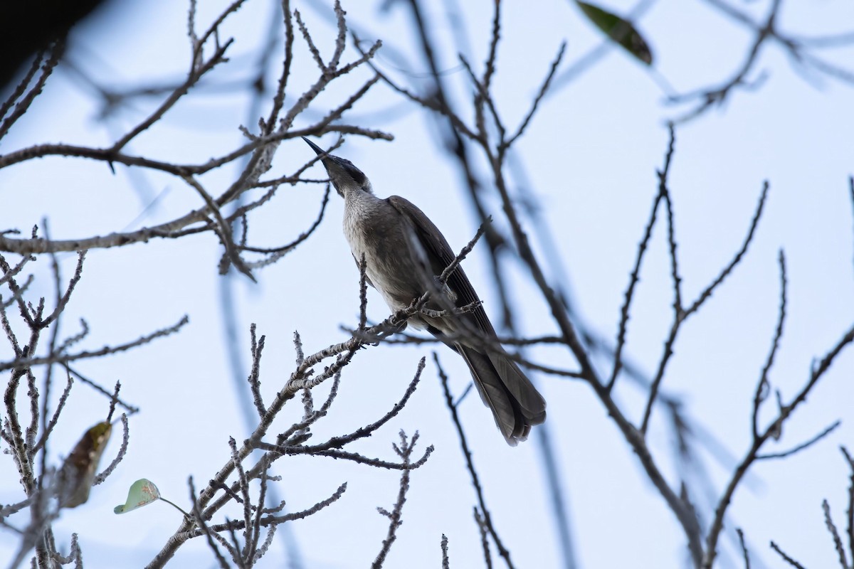 Little Friarbird - JK Malkoha