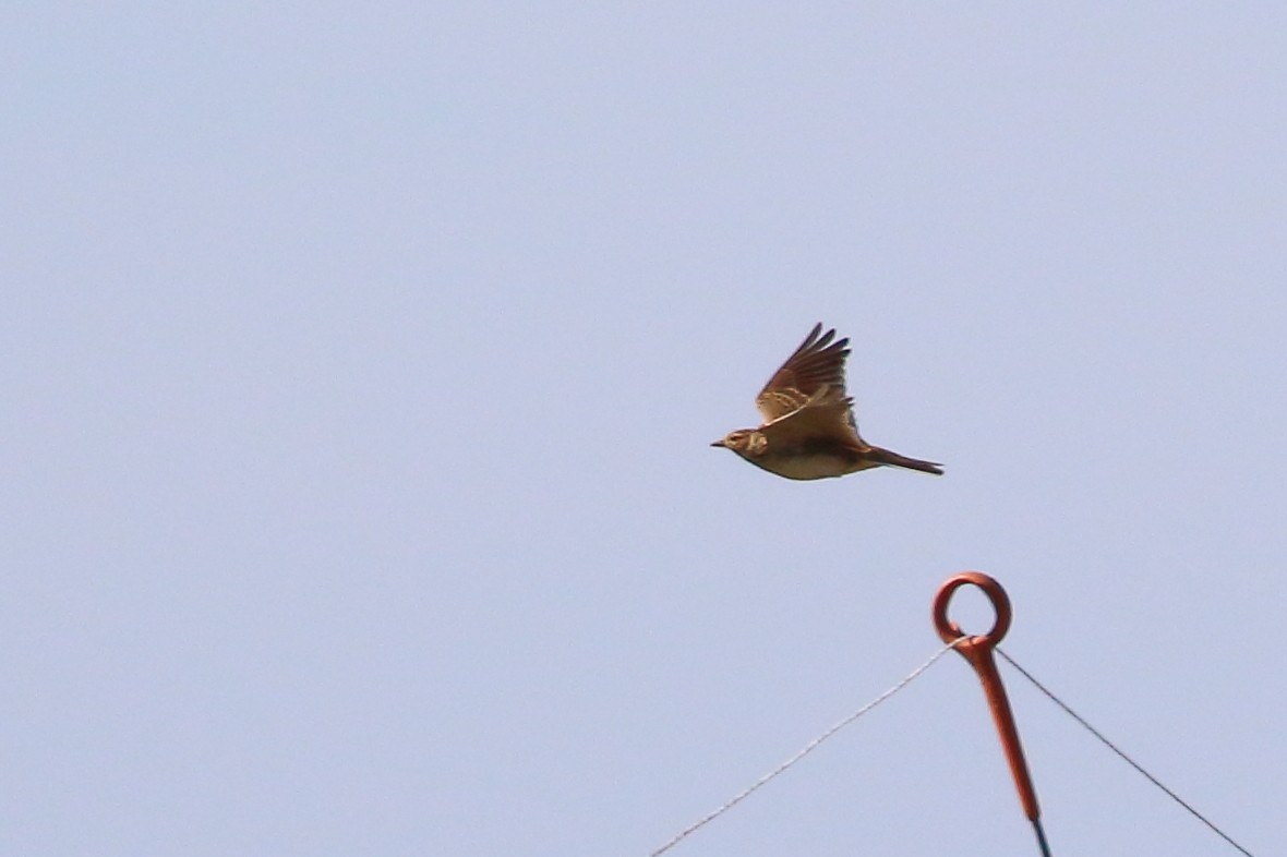 Eurasian Skylark - Scott Eaton