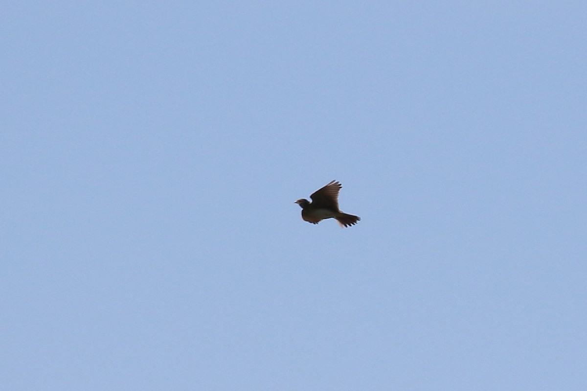 Eurasian Skylark - Scott Eaton