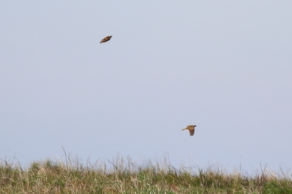 Eurasian Skylark - Scott Eaton