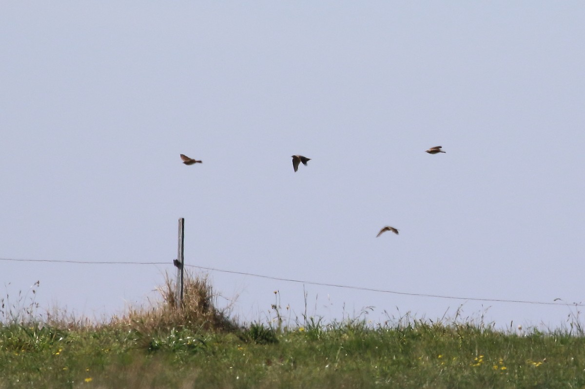 Eurasian Skylark - Scott Eaton