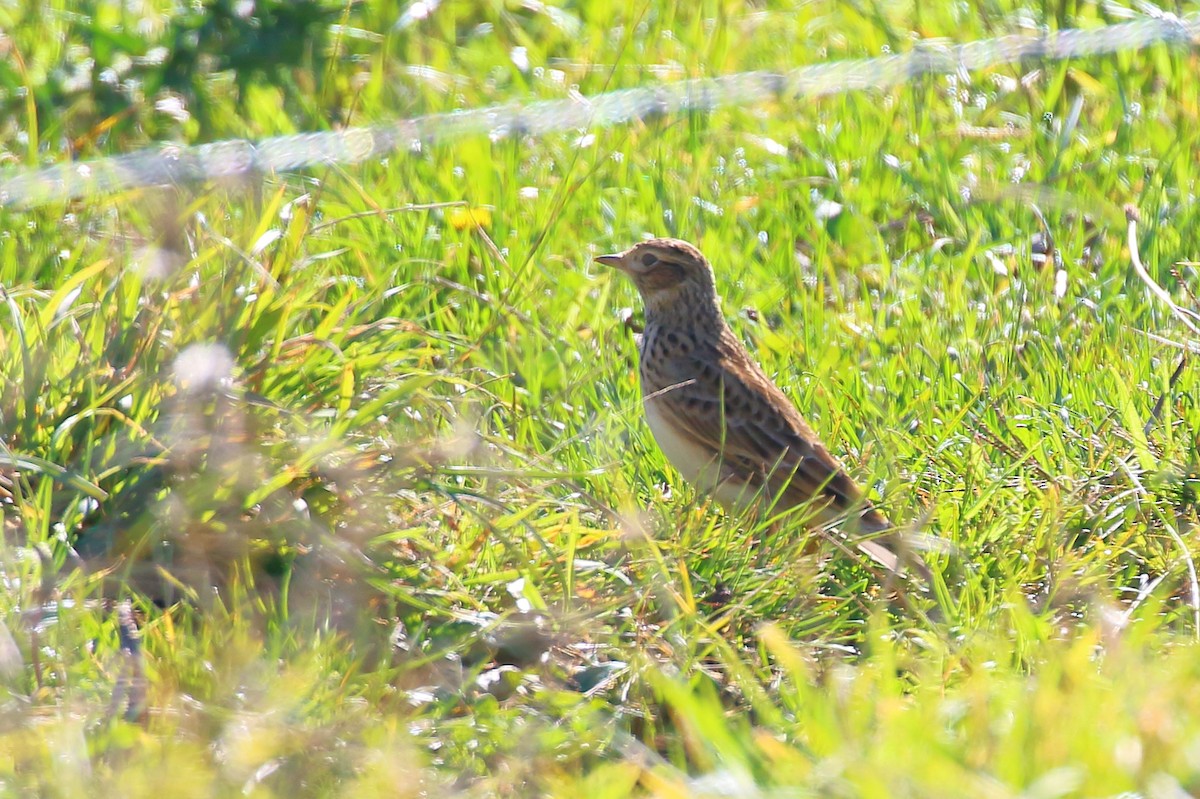 Eurasian Skylark - Scott Eaton