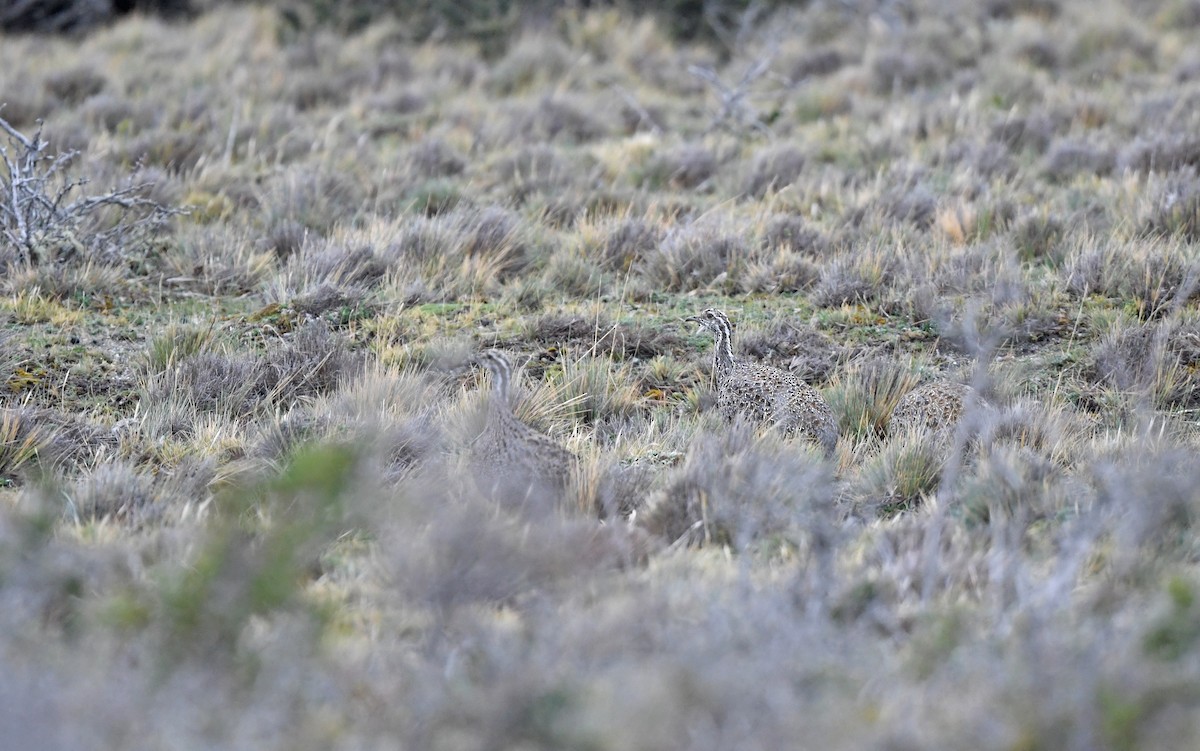 Patagonian Tinamou - ML619168406