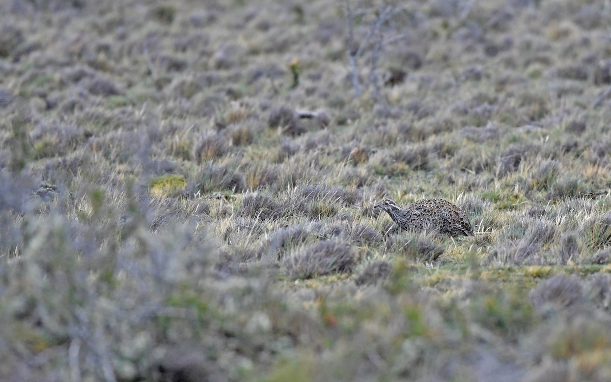 Patagonian Tinamou - Christoph Moning