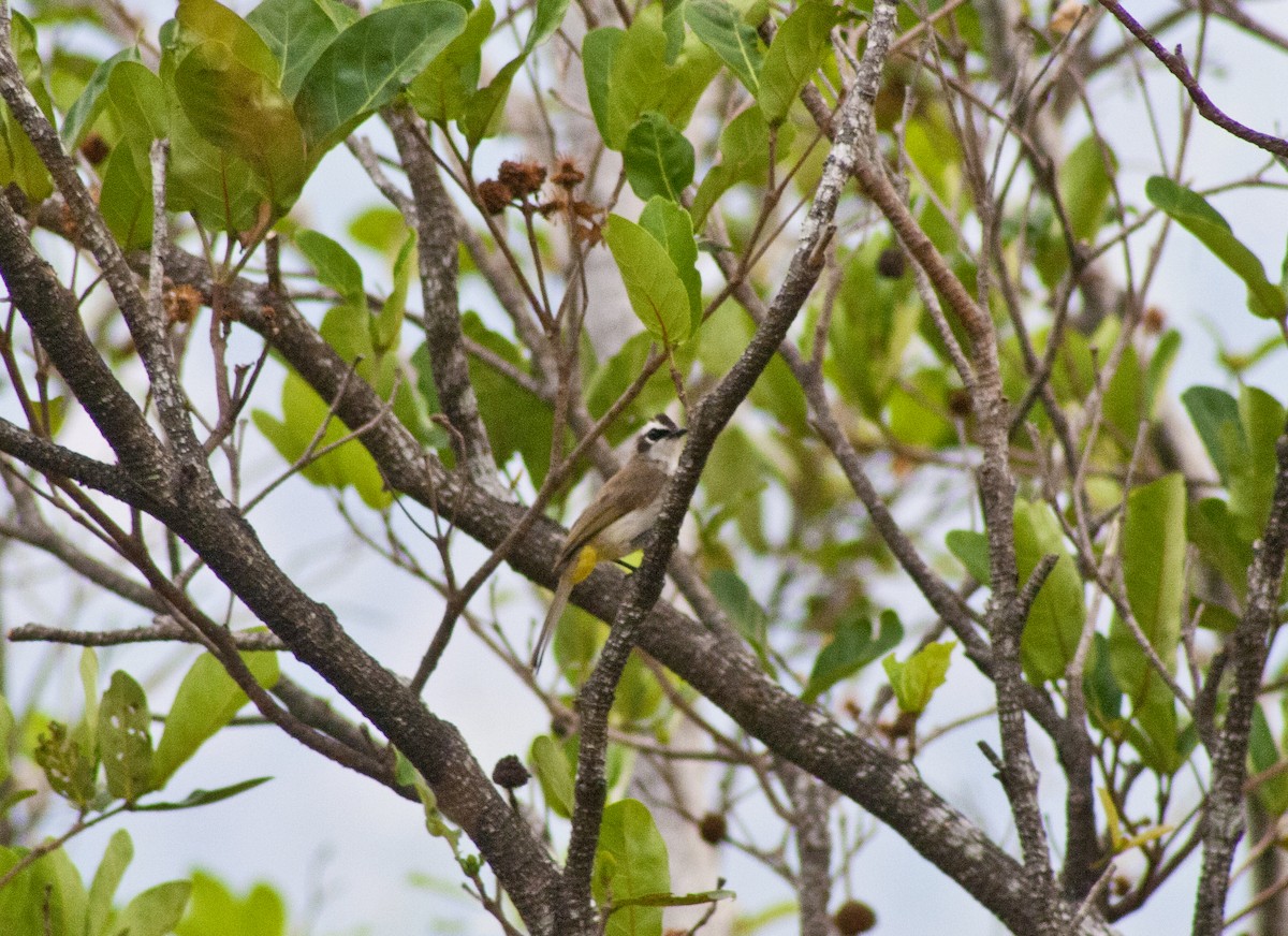 Yellow-vented Bulbul - Jay-c Casio