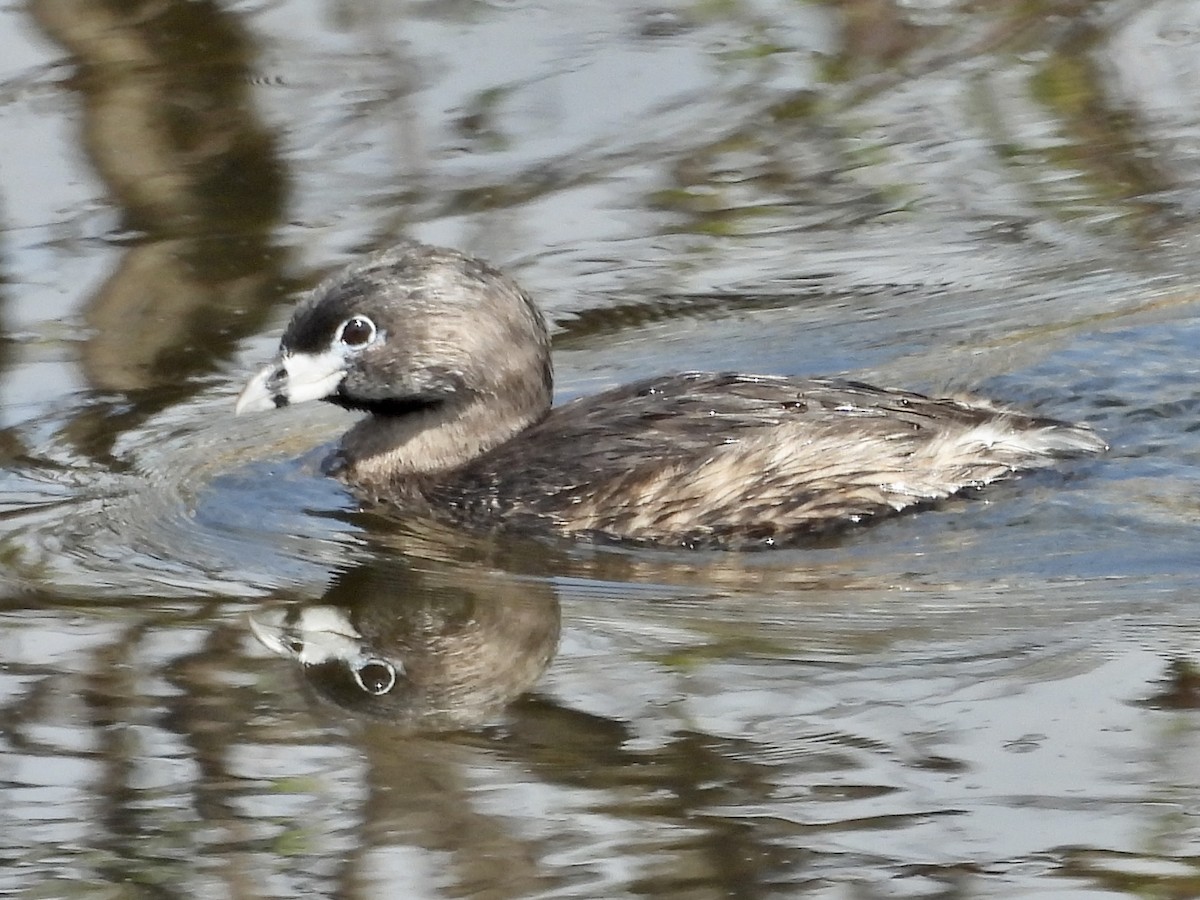 Pied-billed Grebe - Louise Duguay