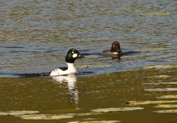 Common Goldeneye - Sunanda Vinayachandran