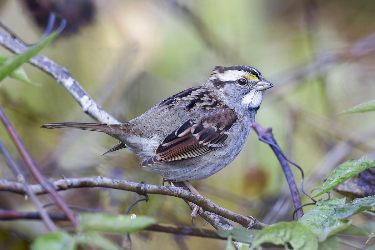 White-throated Sparrow - Se Chea