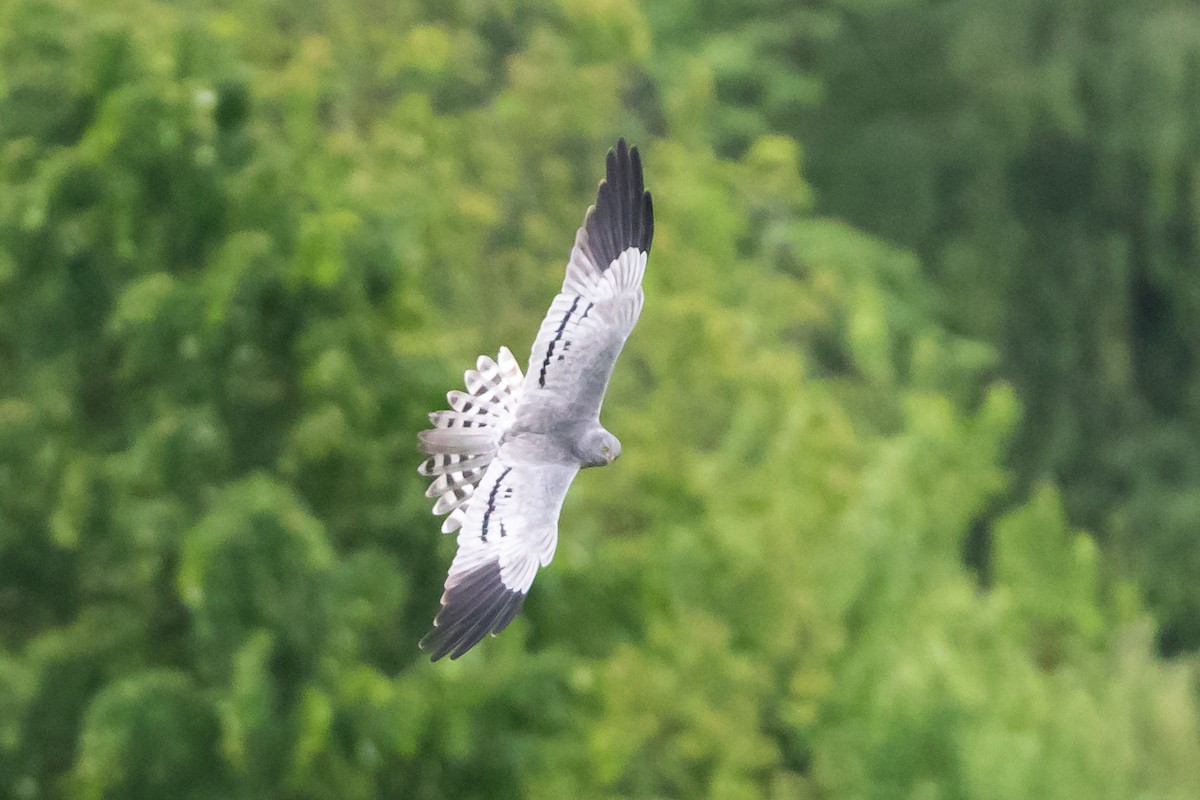 Montagu's Harrier - Anonymous