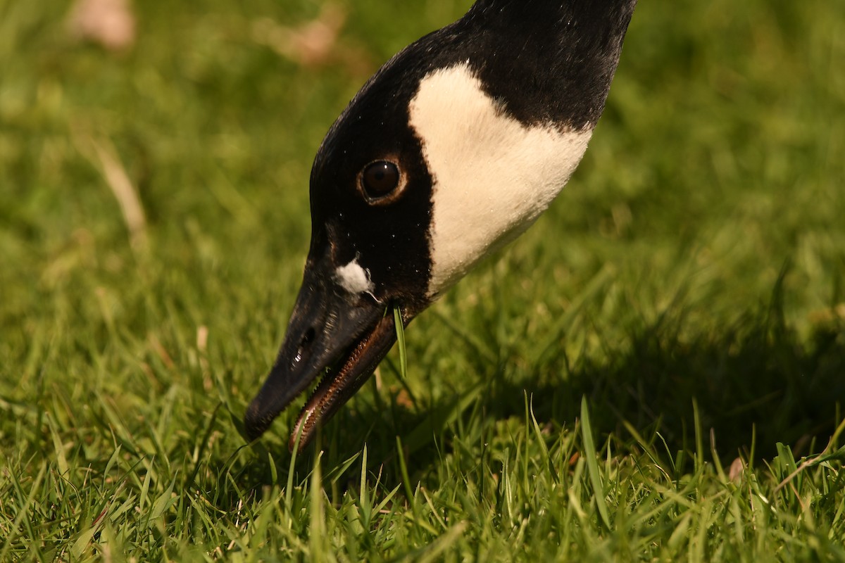 Canada Goose - Sunanda Vinayachandran