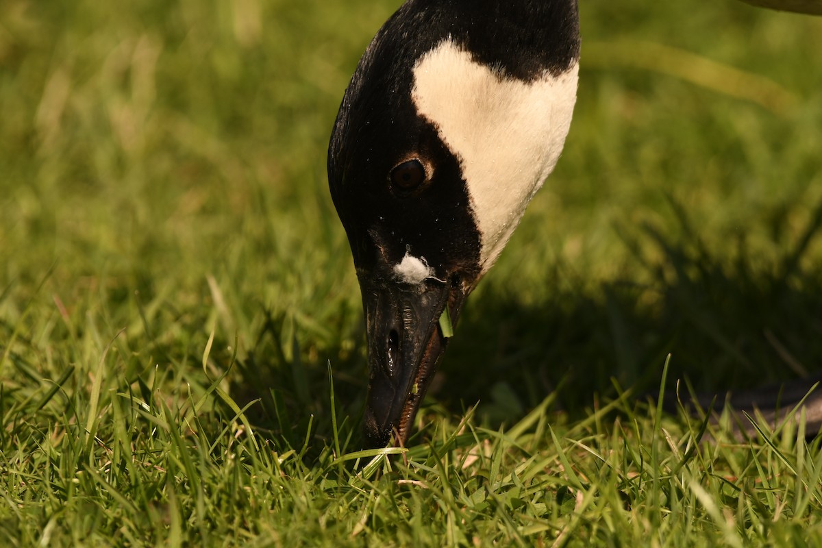 Canada Goose - Sunanda Vinayachandran