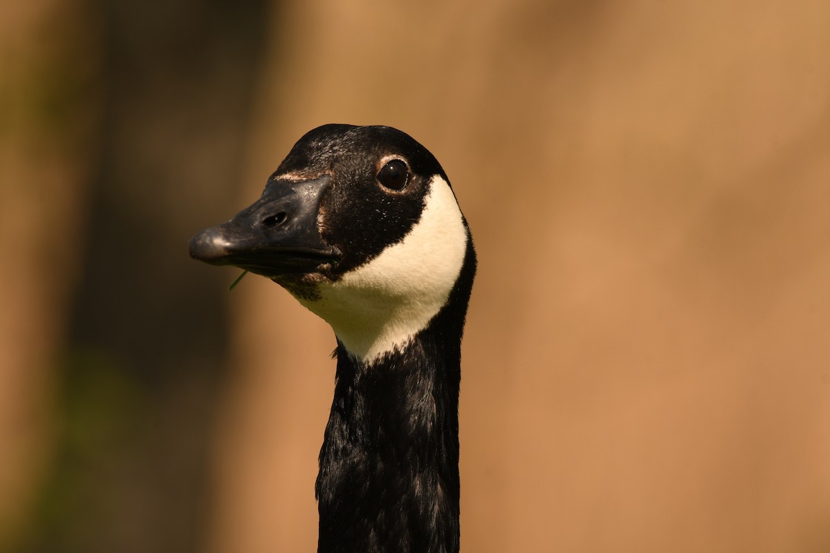 Canada Goose - Sunanda Vinayachandran