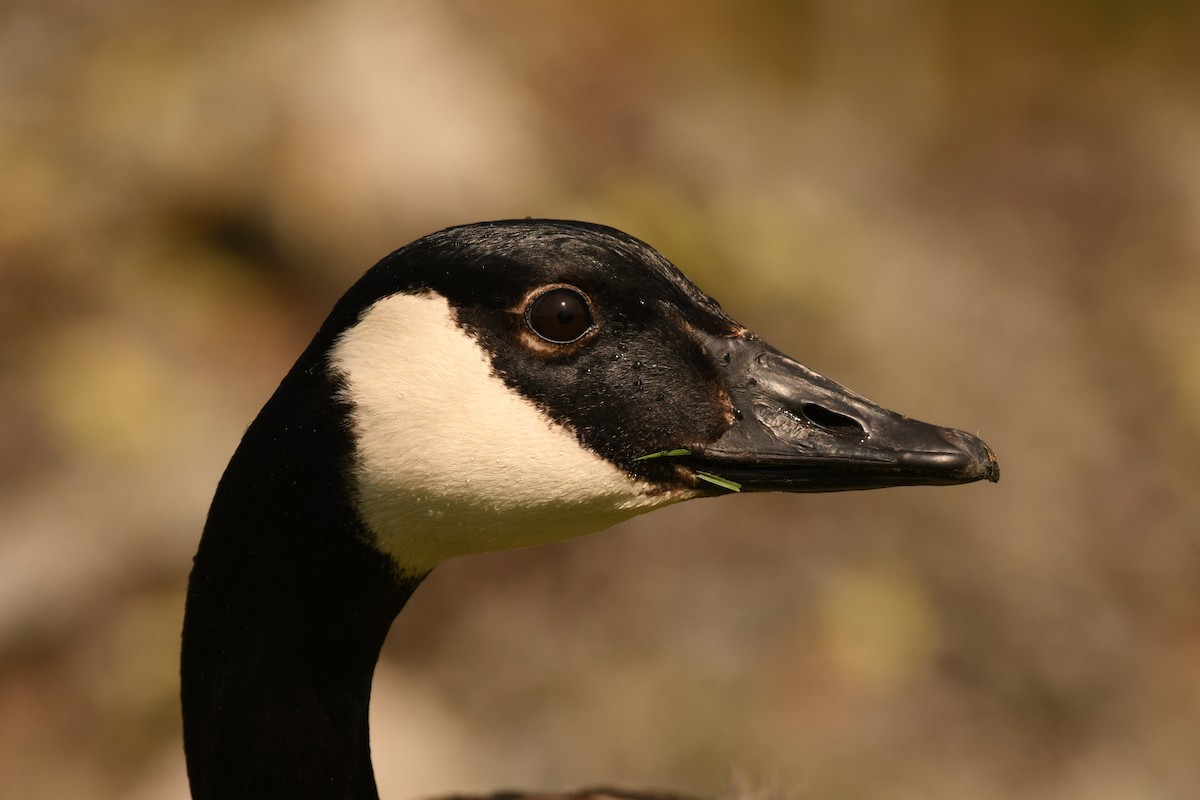 Canada Goose - ML619168465