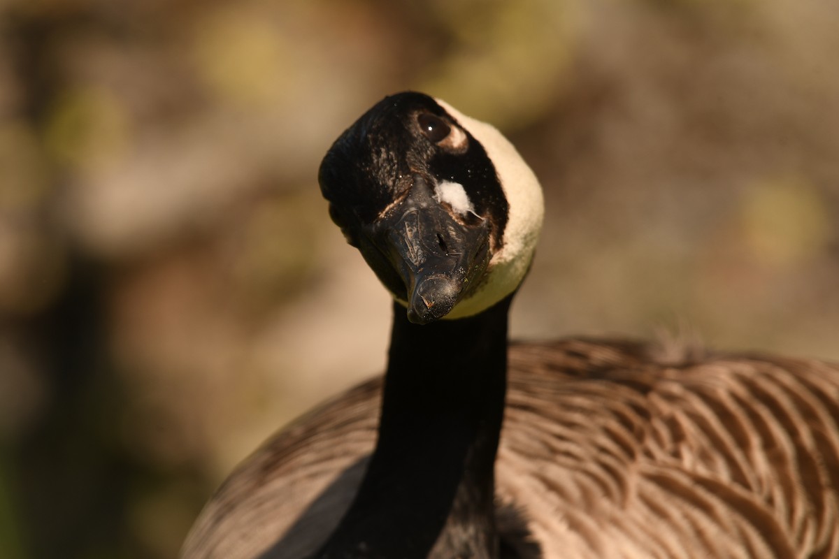 Canada Goose - Sunanda Vinayachandran