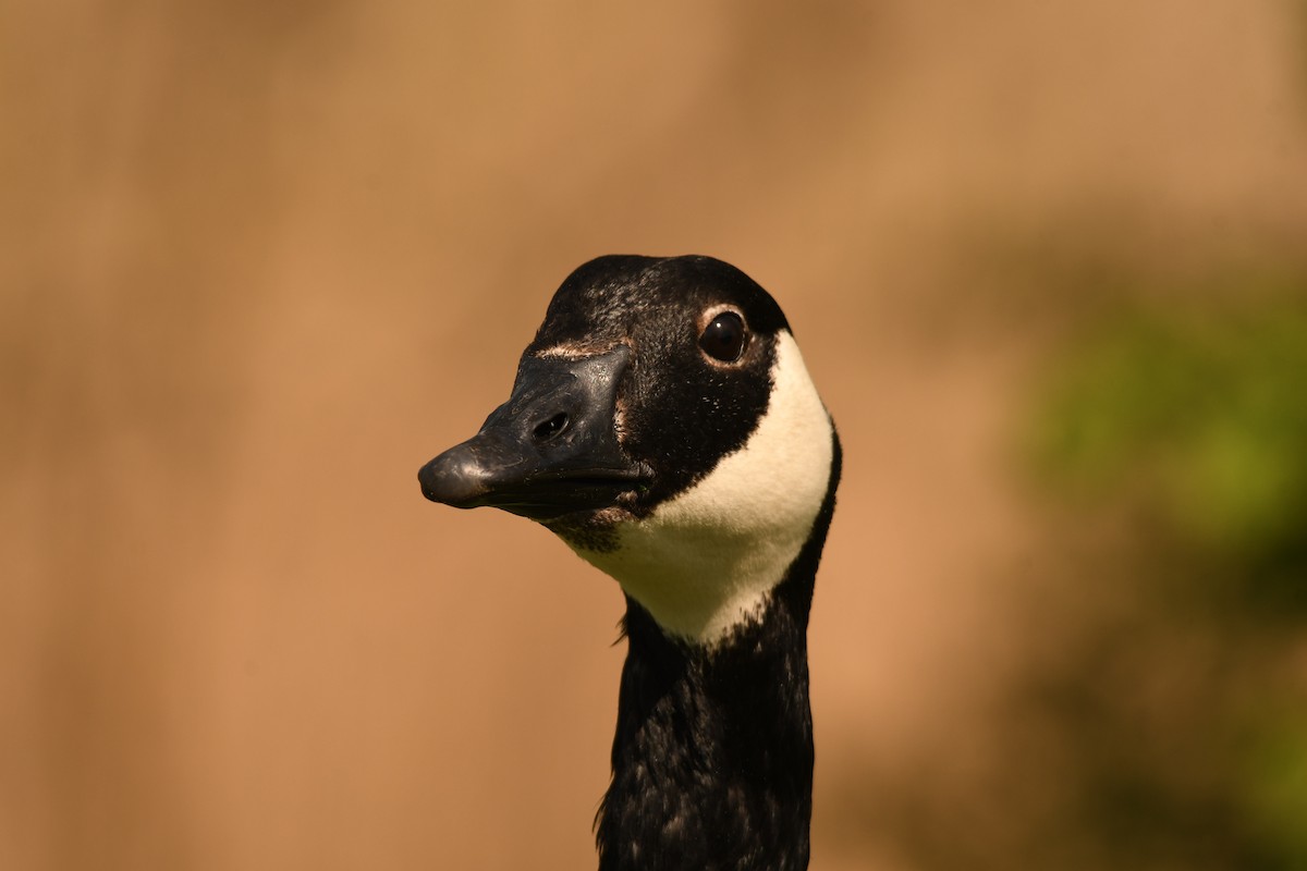 Canada Goose - Sunanda Vinayachandran