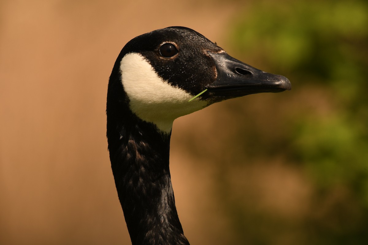 Canada Goose - Sunanda Vinayachandran