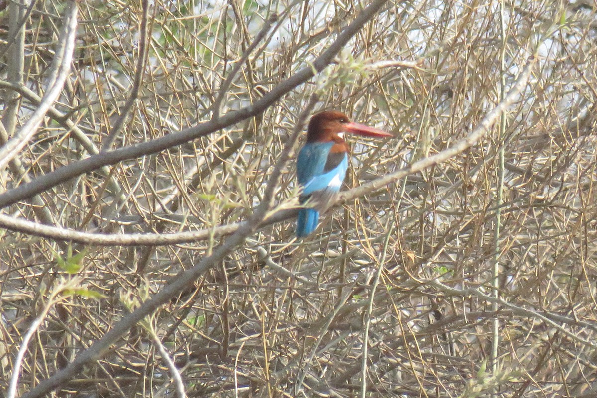 White-throated Kingfisher - Arnav Karnik