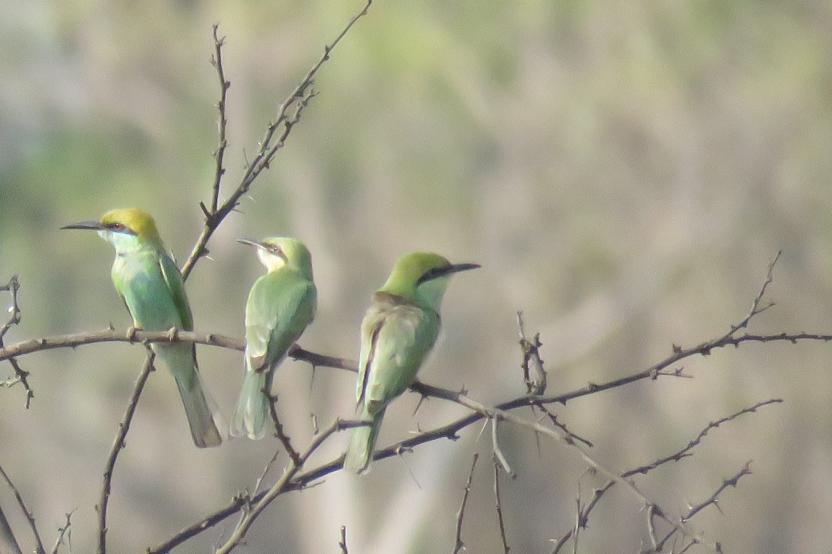 Asian Green Bee-eater - Arnav Karnik
