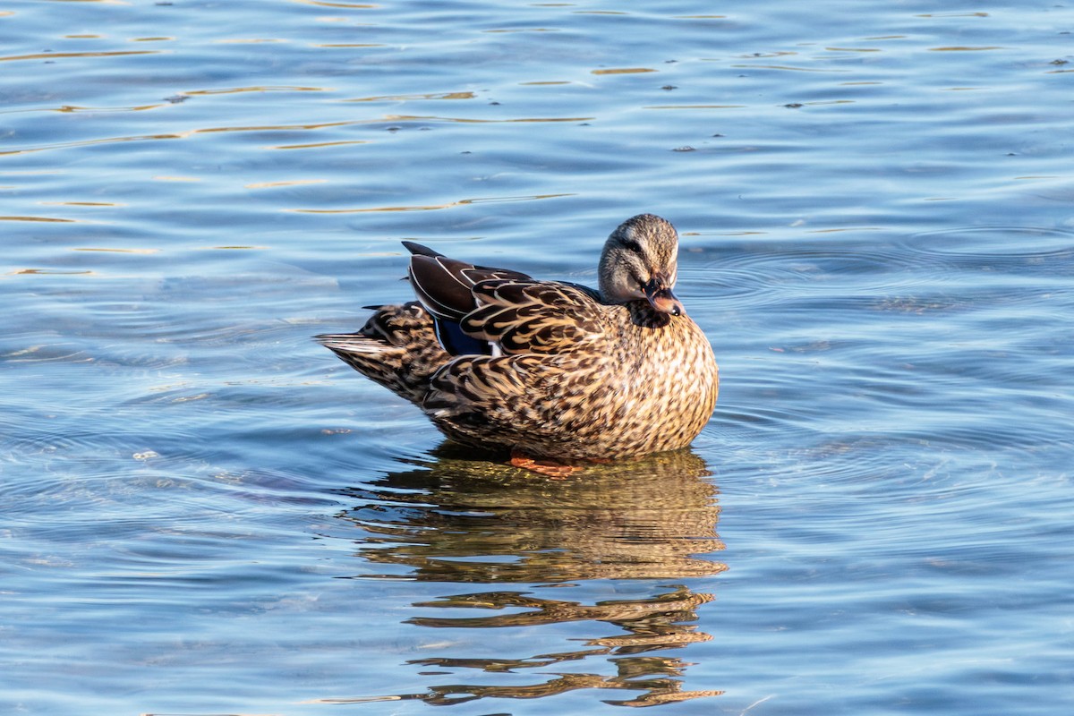 Mallard - Pierce Louderback