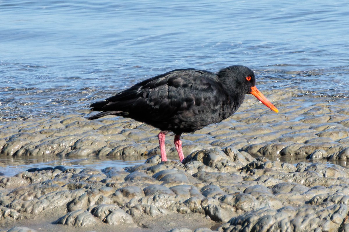 Variable Oystercatcher - Pierce Louderback