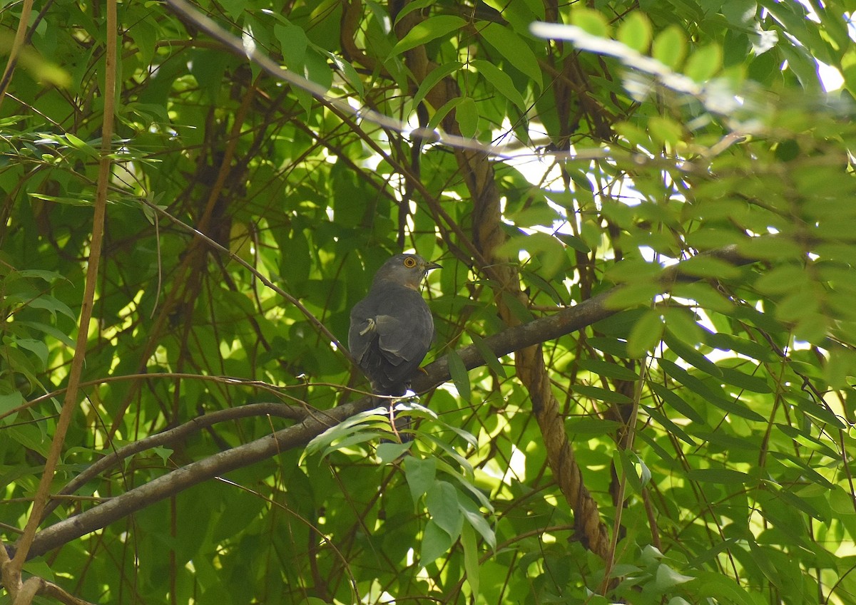 Common Hawk-Cuckoo - Anand Birdlife