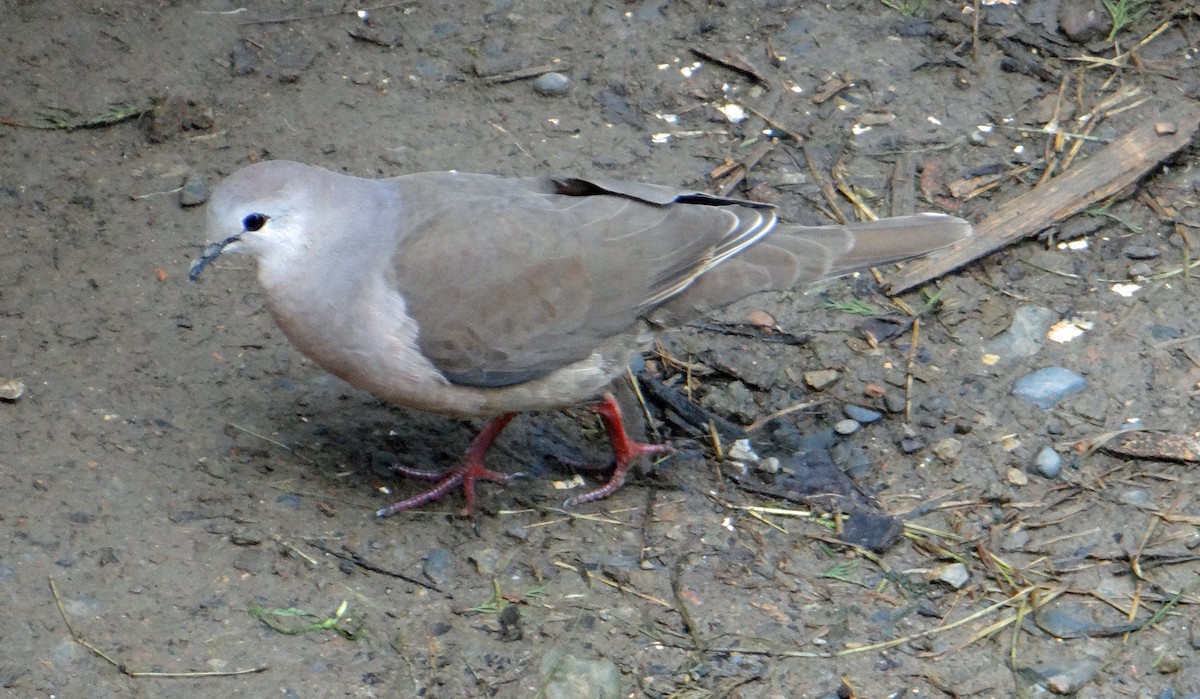 Large-tailed Dove - ML61916851