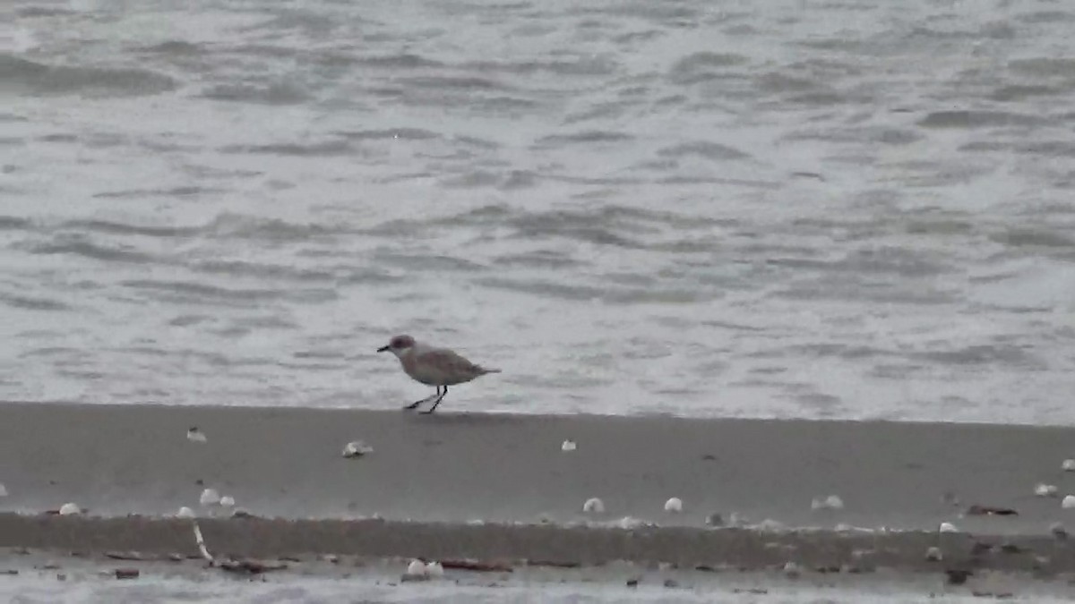 Tibetan Sand-Plover - Andrey Averin