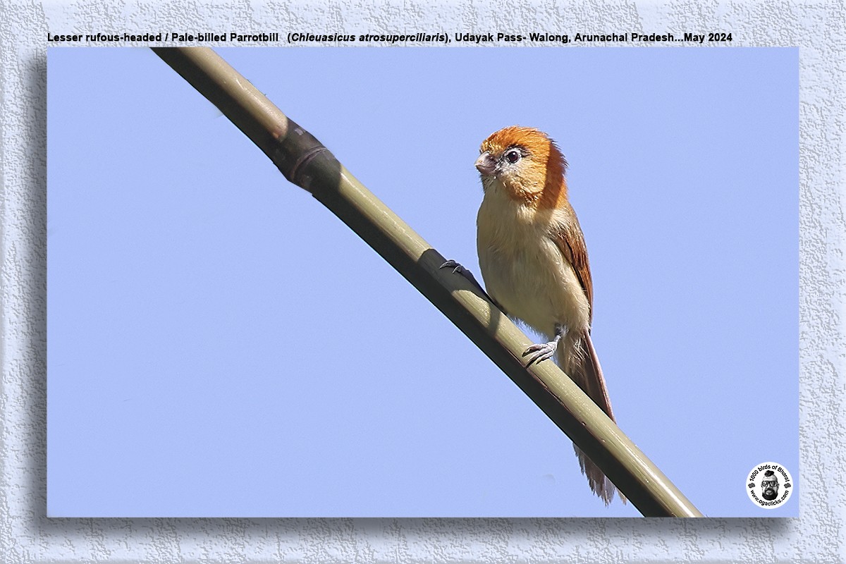 Pale-billed Parrotbill - ML619168524