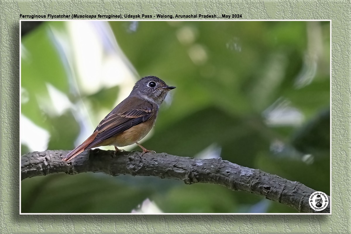 Ferruginous Flycatcher - Saravanan Janakarajan