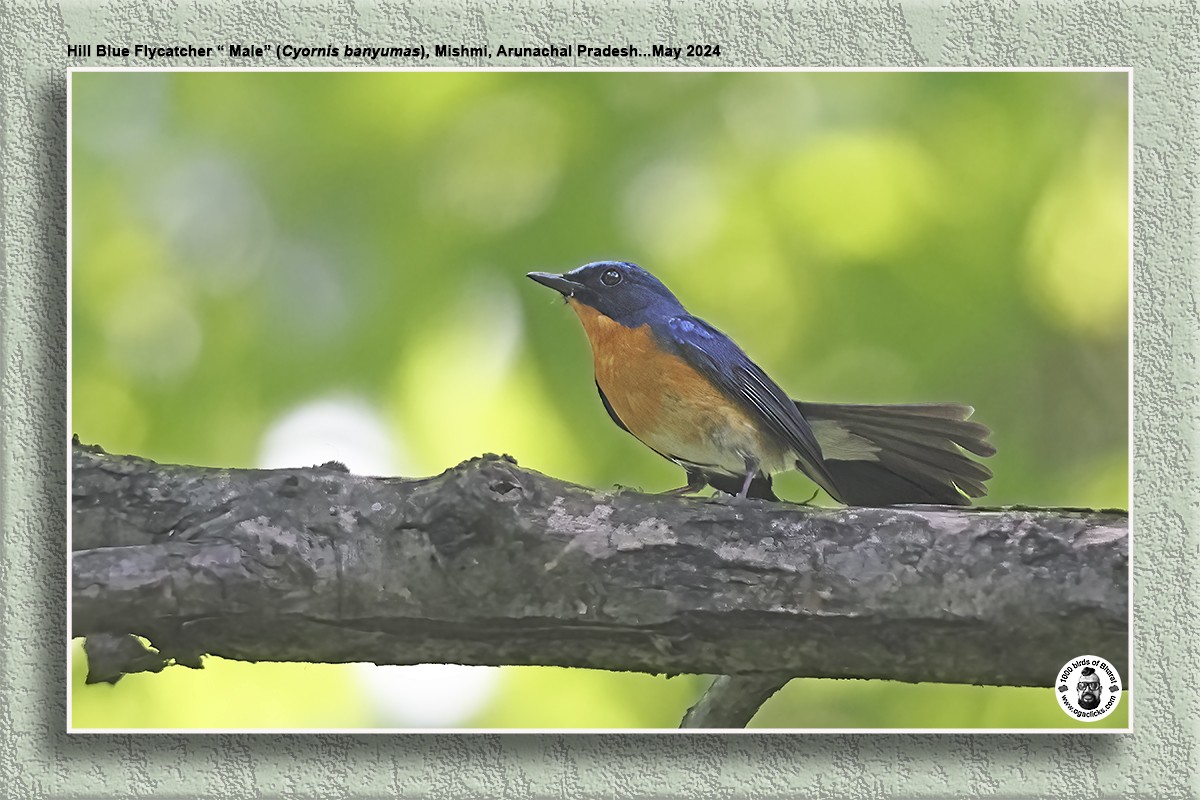 Hill Blue Flycatcher - Saravanan Janakarajan