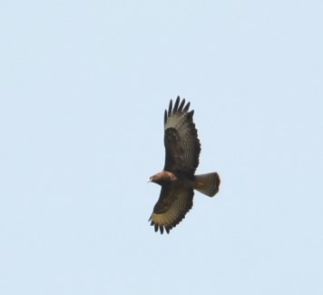 Common Buzzard - ML619168549