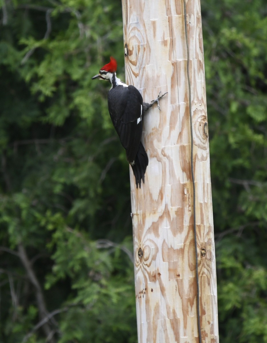 Pileated Woodpecker - Randy Bodkins