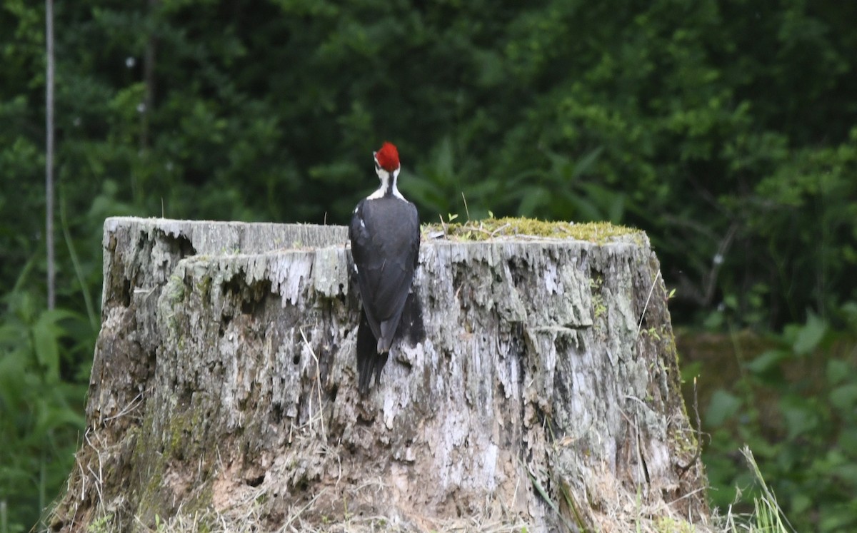 Pileated Woodpecker - Randy Bodkins