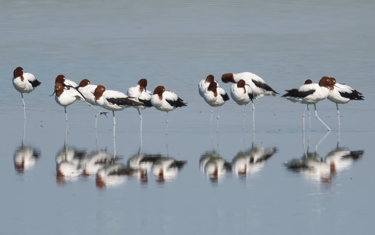 Red-necked Avocet - sean clancy