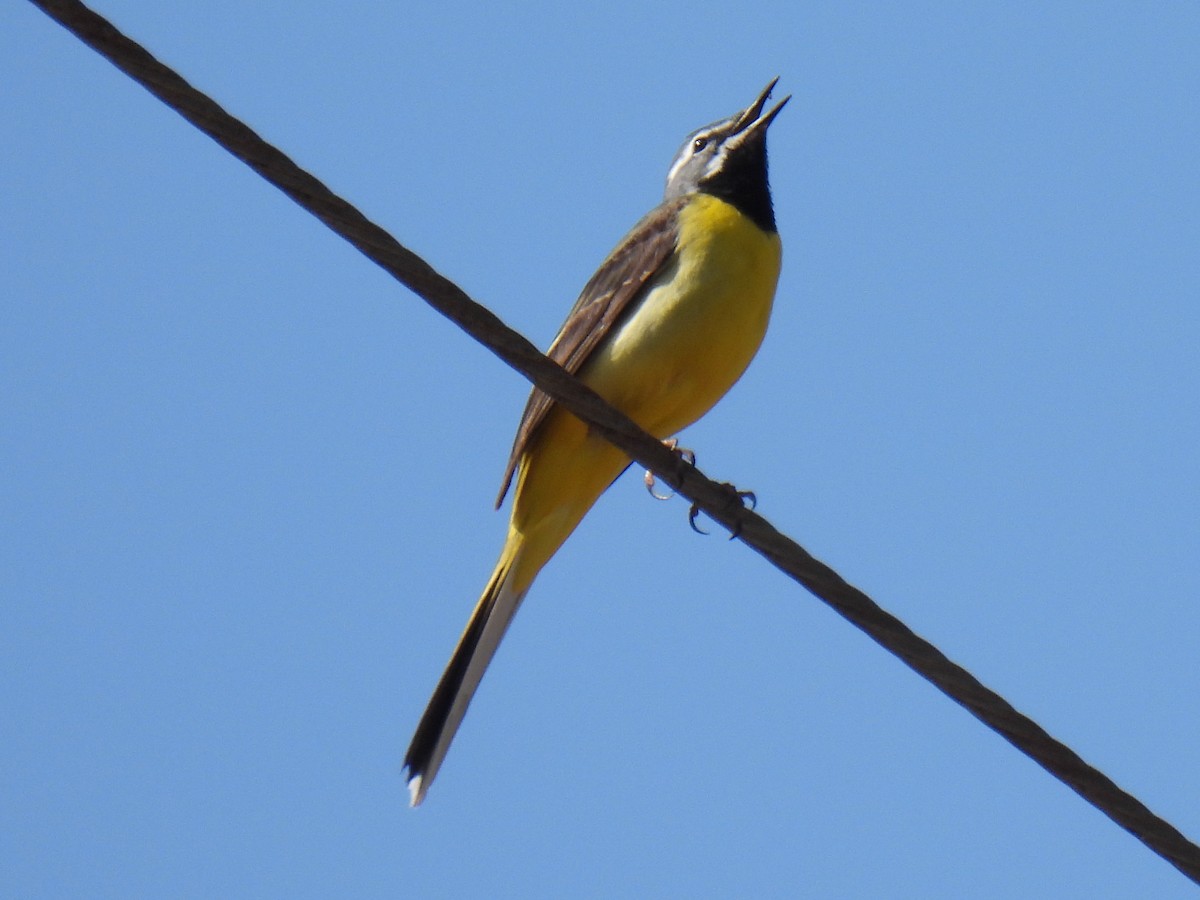 Gray Wagtail - Anonymous