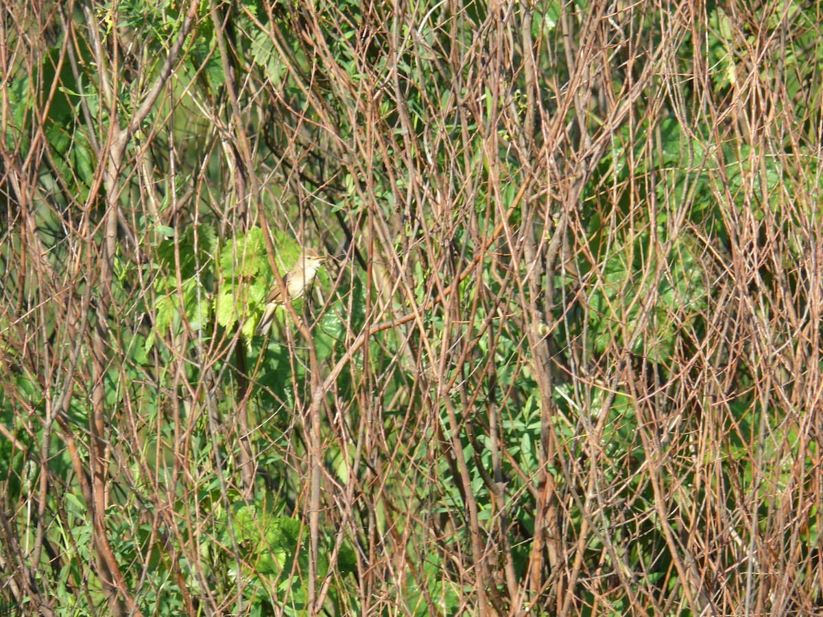 Marsh Warbler - ML619168588