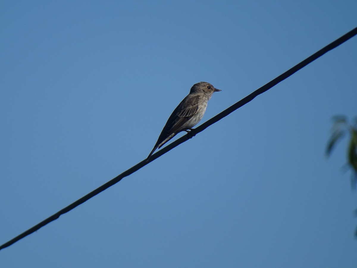 Spotted Flycatcher - ML619168597