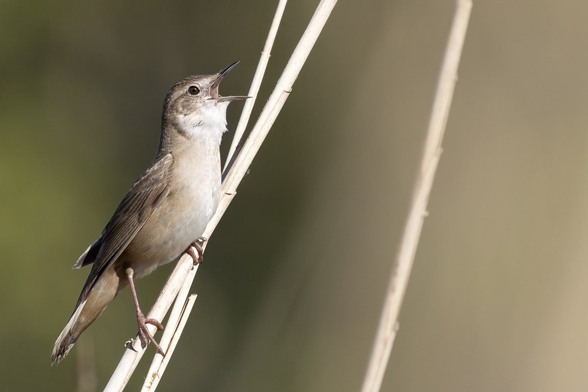 Savi's Warbler - ML619168614