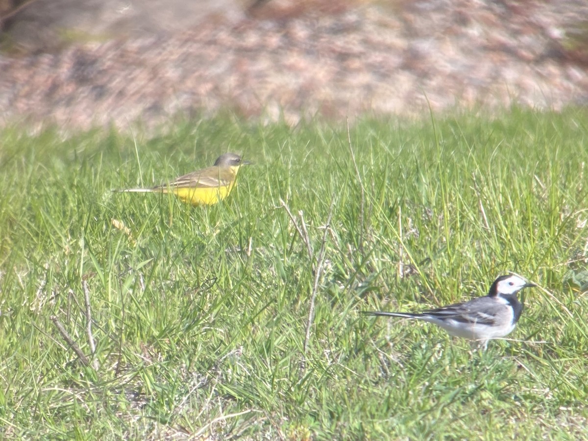 Western Yellow Wagtail - Liam Langley