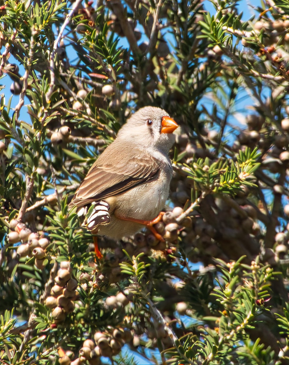 Zebra Finch (Australian) - ML619168626