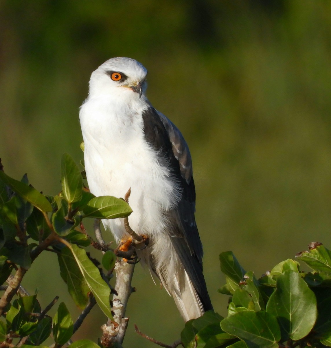 Black-winged Kite - Merlin Yosef