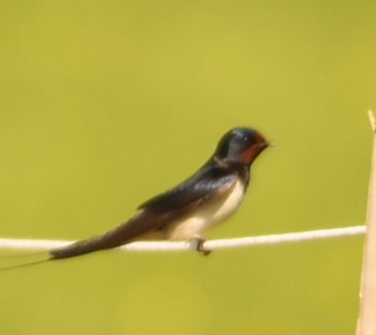 Barn Swallow - ML619168636