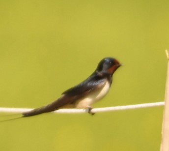 Golondrina Común - ML619168636