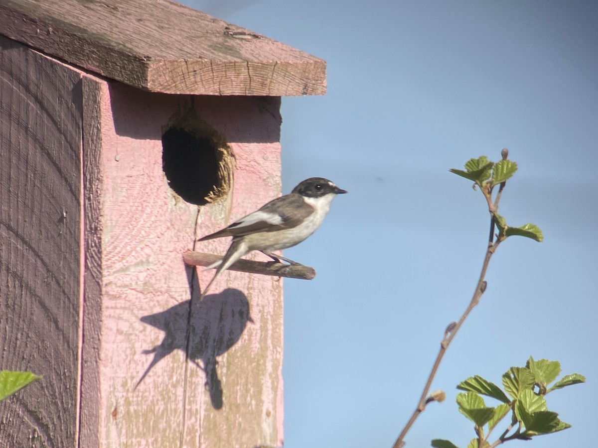 European Pied Flycatcher - Liam Langley