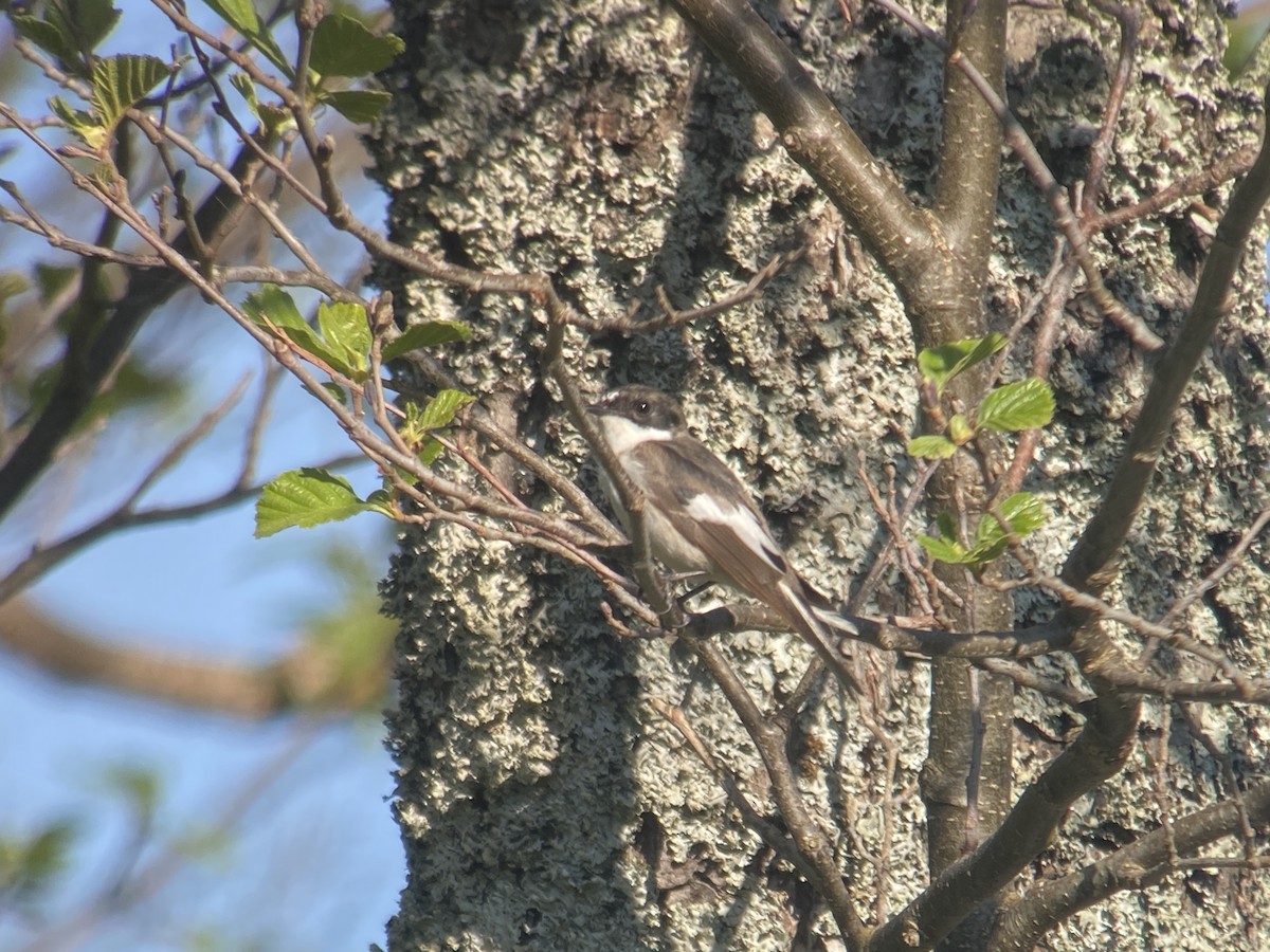 European Pied Flycatcher - Liam Langley