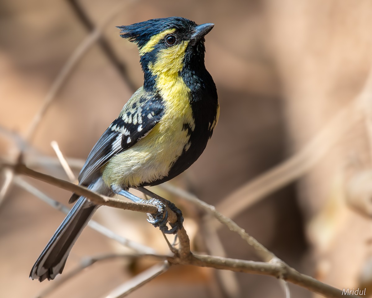 Himalayan Black-lored Tit - ML619168655