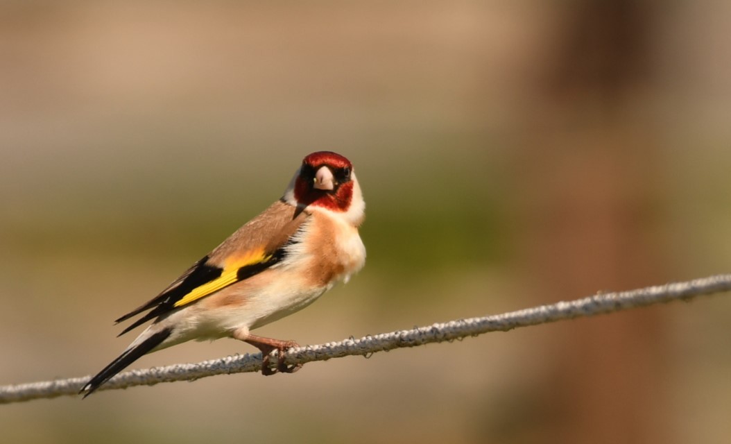 European Goldfinch - Sunanda Vinayachandran